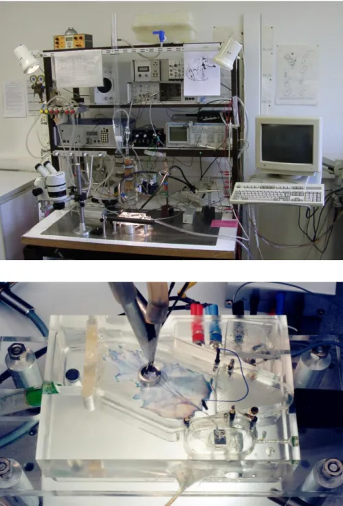 1. ábra. Az in vitro elektrofiziológiai munkaállomás (fent). A szervfürdő a patkány  lábháti bőrével és az elvezető kamra a n