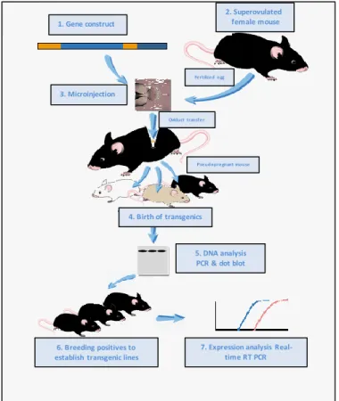 2. ábra. Transzgenikus egerek létrehozása petesejt pronukleusz   mikroinjekcióval.(azUC San Diego Health System protokolja alapján) 