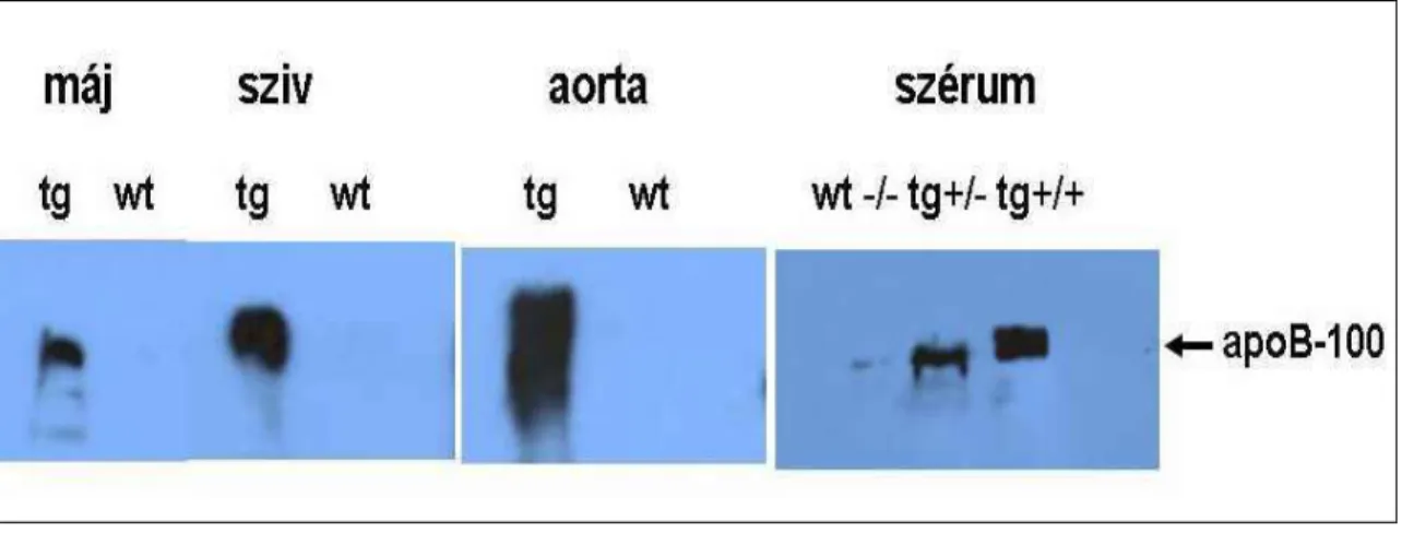 7. ábra. A humán APOB-100 fehérje kimutatása transzgenikus állatok  különféle szöveteiből Western analízissel