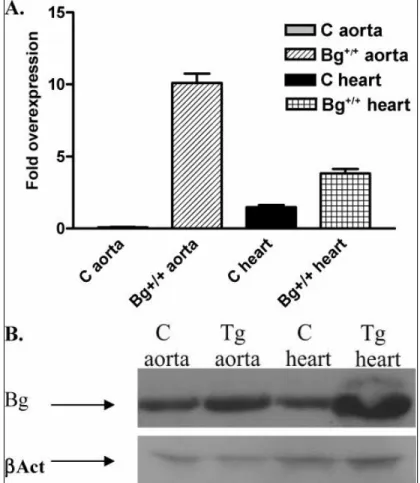 9. ábra. Humán biglycan kifejeződése transzgenikus egerek   aortájában és szívében.A) mRNS szinten (QPCR)