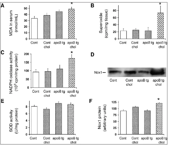 18. ábra. Oxidatív stressz hyperlipidémiás transzgenikus  egerek szívizomzatában. 
