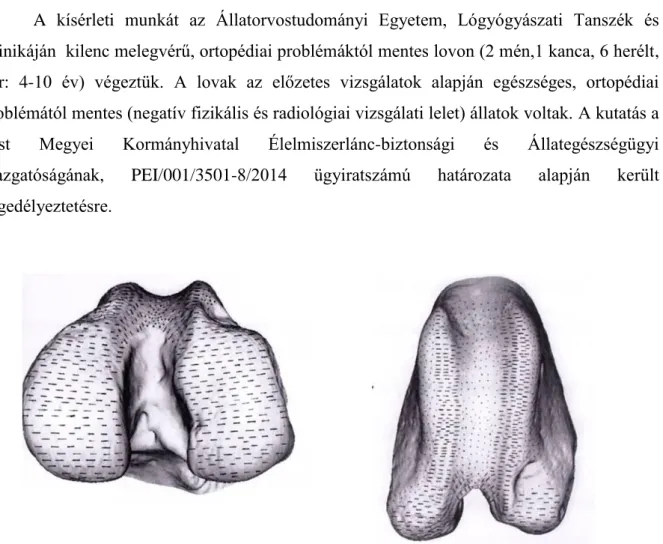 11. ábra. Böttcher és mtsai (2009) kutya disztális femur porcfelszínén végzett kísérlete 