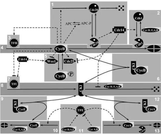 FIGURE 1 Wiring diagram of the generic cell-cycle regulatory network.