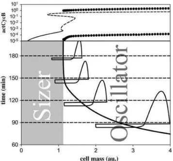 FIGURE 6 Achieving balanced growth at different growth rates. (Upper panel) Bifurcation diagram of the budding yeast network (same as Fig