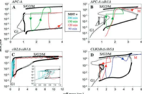 FIGURE 7 One-parameter bifurcation dia- dia-grams of budding yeast mutants defective in cyclin degradation