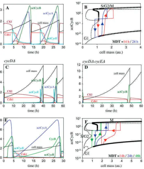 FIGURE 8 Analysis of a mammalian cell cycle model. Numerical simulations: (A)  nor-mal cell (without G2 module), (C) cycD D (CycD 0 ¼ 0), (D) cycD D cycE D (CycD 0 ¼ 0, k sep ¼ k sepp ¼ 0), (E) normal cell (with G2 module)