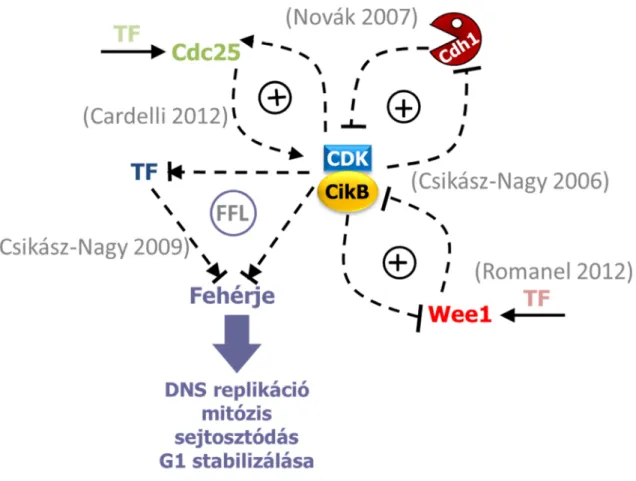 2. ábra: A sejtciklus kulcslépéseinek szabályozása a CDK - ciklin B komplexek által pozitív  és negatív visszacsatolási és előrecsatolási (FFL) hurkok által