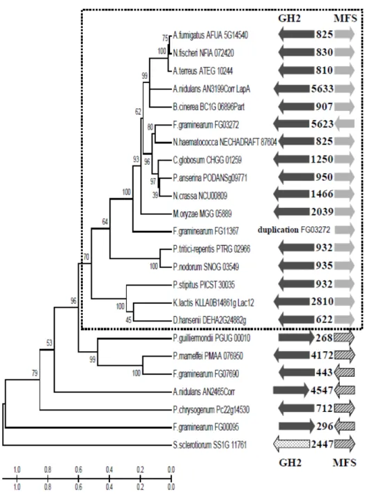 12. ábra. Gombák intracelluláris GH2  ββββ -galaktozidáz génjeivel párban található MFS-cukor  transzporterek evolúciós kapcsolatai