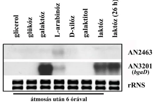14. ábra. Az A. nidulans WT (R21) törzs GH2- ββββ -galaktozidáz paralóg gének indukciós spektrum elemzése
