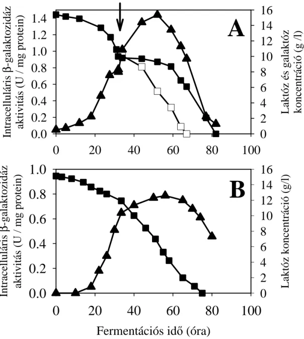 15. ábra. A: A. nidulans WT törzs intracelluláris  ββββ -galaktozidáz aktivitásának laktóz-AMM időprofilja, D- D-galaktóz ráadagolás során (nyíllal jelezve)