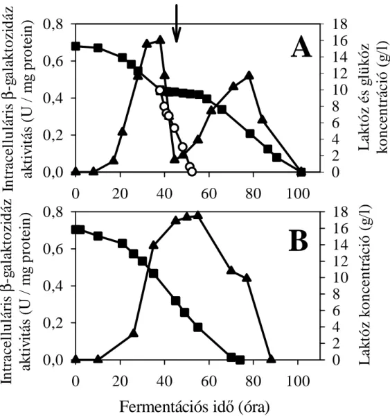 16. ábra. A: A. nidulans WT törzs intracelluláris  ββββ -galaktozidáz aktivitásának időprofilja laktóz-AMM  táptalajon, D-glükóz ráadagolás (nyíllal jelezve) során