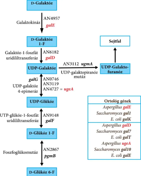 6. ábra. A D-galaktóz lebontás Leloir-útvonala. Az útvonal anabolikus funkciói miatt a legtöbb  Leloir-enzim konstitutívan fejez ő dik ki a vegetatív fejl ő dési szakaszban
