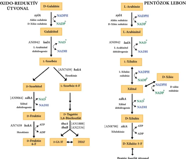 7. ábra. A D-galaktóz oxido-reduktív lebontási útvonala és D-xilóz/L-arabinóz katabolizmusa A