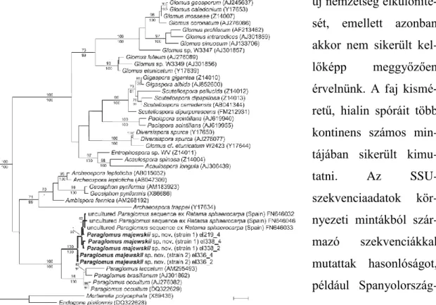 10. ábra: A Paraglomus majewskii AM-képző gombákon belüli filogenetikai helyzetét mutató, nrDNS SSU szekven- szekven-ciákból  számított  ML-fa