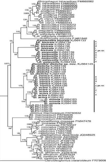 11. ábra:  A korábban leírt  tudományra új AM-képző fajok és hasonló, kis, hialin spórás taxonok  K RÜGER - -féle  primerrendszerrel  nyert  szekvenciáinak  Bayes-alapú  elemzéséből  nyert  filogramja
