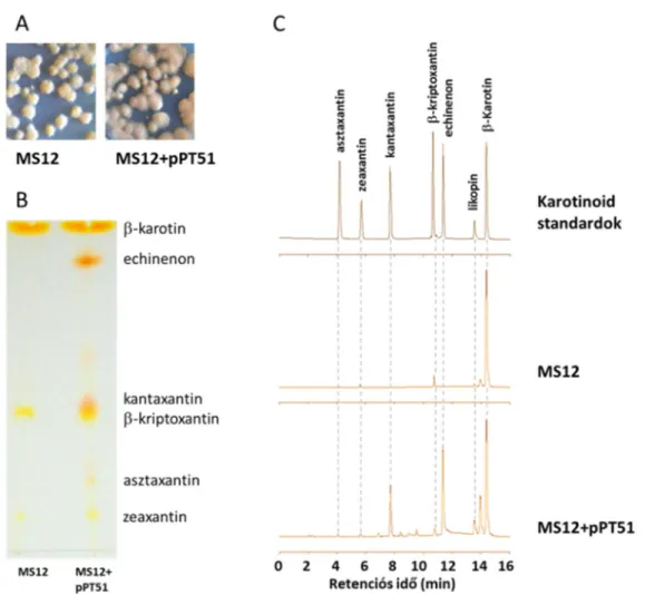3. ábra. A crtW gént hordozó MS12+pPT51 transzformáns, valamint a recipiens MS12 törzs telepmorfológiája  YNB táptalajon (A) és karotinoid-összetételének vékonyréteg kromatográfiás (B) és HPLC (C) vizsgálata