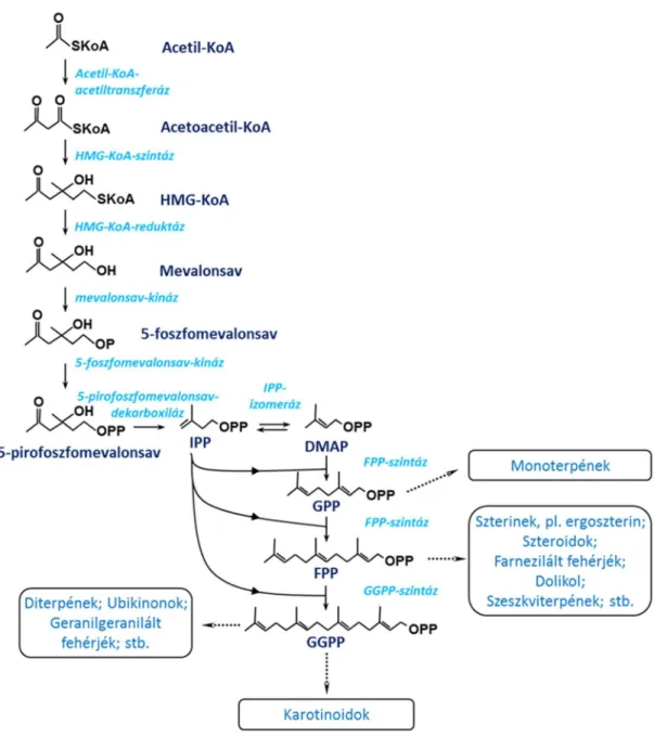 1. ábra. Az általános mevalonsav-út és az izoprén-bioszintézis főbb lépései. 