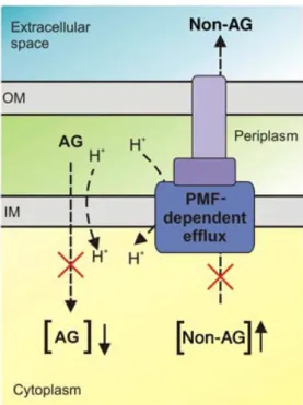 Figure 2. A mechanism underlying collateral sensitivity. Altering the membrane  potential across the inner bacterial membrane has two opposing effects: it reduces  the uptake of many aminoglycoside-related antibiotics but simultaneously leads to  the reduc