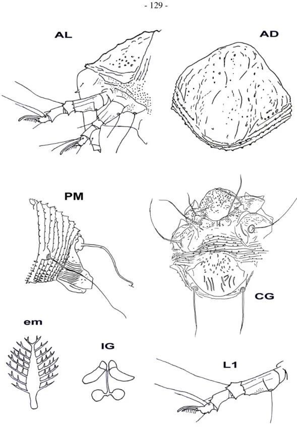 5. ábra.  Mucotergum  nigrum  R IPKA ,  vázlatos  rajza.  AD:  előhátpajzs;  AL:  a  gnatosoma,  a  lábak és az előhátpajzs oldalnézetben; CG: a nőstény külső ivarszerve a csípőízületekkel; 