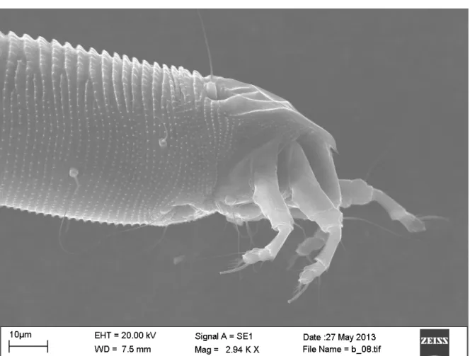 6. ábra. Bálványfa-gubacsatka  (Aculops  mosoniensis  R IPKA )  hím  egyed  oldalnézetben,  a  gnatosoma a lábakkal (dr