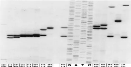 16. ábra Az IL-6 gén 3' végéhez közeli VNTR polimorfizmus genotipizálásának példája.  