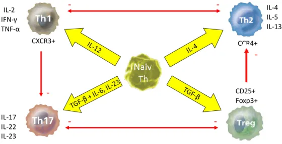 2. ábra: A legfontosabb CD4+ limfocita fejlődési irányok (96 alapján); Th – T helper,  Treg – regulatorikus T, IL- interleukin, INF – interferon, TNF – tumor nekrózis faktor,  CD – differenciálódási marker, Foxp3 – forkhead box p3 marker 