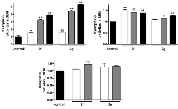 4. ábra   A  2f  és  2g  vegyületek  hatása  a  kaszpázok  aktivitására  HeLa  sejtek  24  órás  kezelése  után