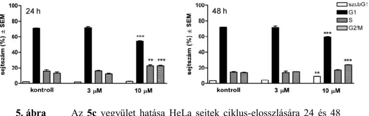 5. ábra   Az  5c  vegyület  hatása  HeLa  sejtek  ciklus-elosszlására  24  és  48  órás  kezest  követően