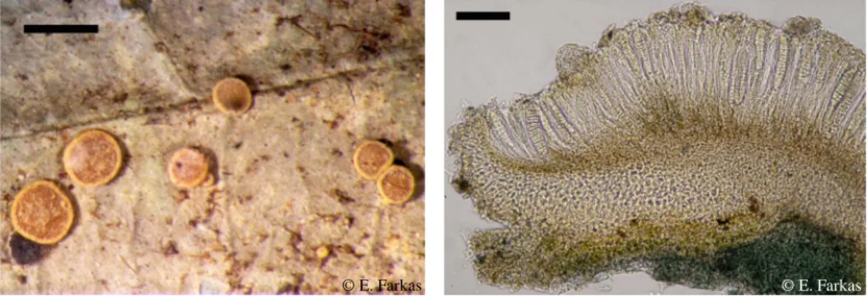 21. ábra. Calopadia editae telepe apotéciumokkal (bal), egy apotécium metszete (jobb).Skála: 1mm, 50µ m.