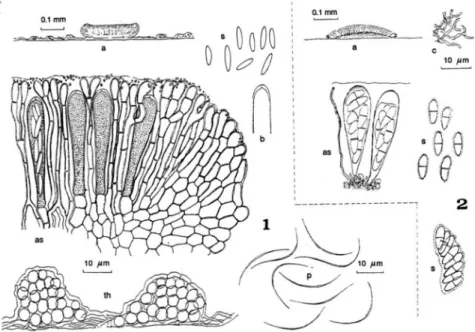 22. ábra. Bacidina simplex (1) és Byssoloma absconditum (2), aszkuszos termőtestek (a) metszetei,  aszkospórák (s), aszkuszok (as), aszkuszcsúcs (b), parafízisek, excipulum (c), kondiumok (p) és telep (th) részlet 