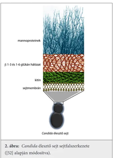 2. ábra:  Candida élesztő sejt sejtfalszerkezete   ([52] alapján módosítva).