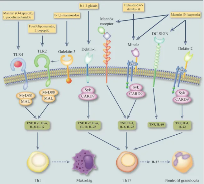 5. ábra:  A gombák felismerésében részt vevő legfontosabb mintázatfelismerő receptorok
