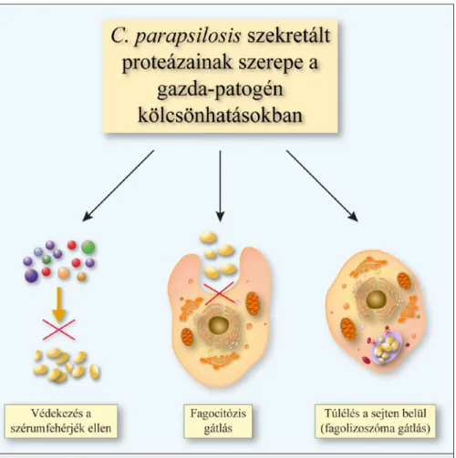 3. ábra: A C. parapsilosis szekretált proteinázainak szerepe a gazda-patogén kölcsönhatások során.