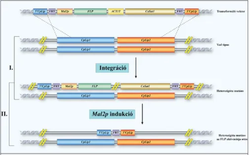 1. ábra:  Helyspecifikus rekombinációt felhasználó ún. „Flipper” rendszer diploid genommal ren- ren-delkező mikroorganizmusok genetikai manipulációjára