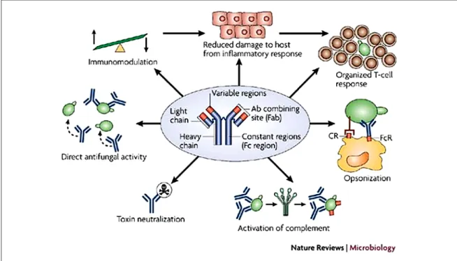 1. ábra: Az immunoglobulinok hatásmechanizmusainak lehetséges módjai gombafertőzések során