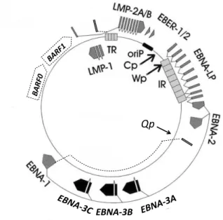4. ábra    Látens  fertőzésekben  a  cirkuláris  EBV  genomról  átíródó  kódoló  és  nem  kódoló  RNS  molekulák