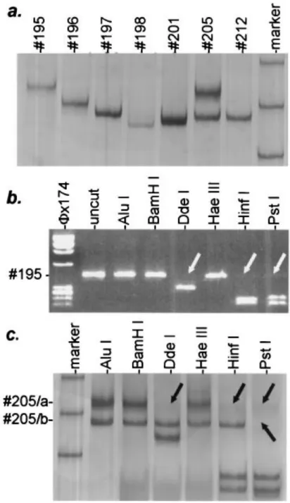7. ábra   Anogenitális  humán  papillomavírusok  restrikciós  fragmenthossz  polimorfizmus  (RFLP)  tipizálása
