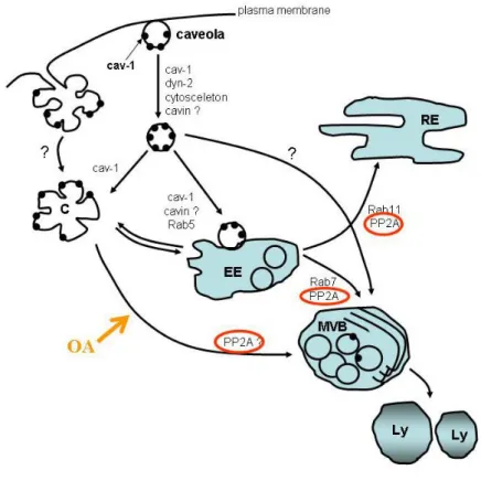 51. ábra: A PP2A feltételezett szerepe a caveola-mediált endocitózisban. Az  endoszómák  éréséhez,  és  a  késői  endoszómákba  való  transzporthoz  szükséges  szortírozó  szignál  kialakulásában  a  PP2A  enzim  fontos  szerepet  játszik  (Schapiro  és  m