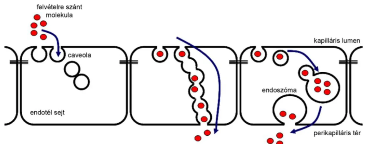 7. ábra: A transzcitózis során a caveolák sejten keresztüli gyors anyagáramlást tesznek  lehetővé