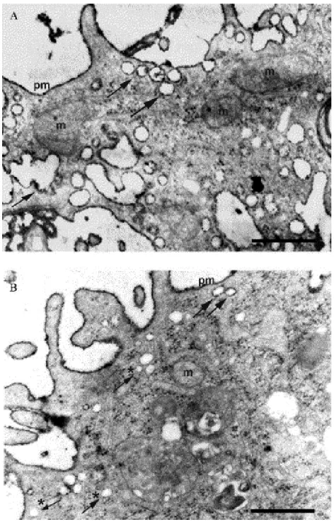 26. ábra: Okadánsav hatása a sejtfelszínnel kapcsolatban álló vezikulák (caveolák)  mennyiségére