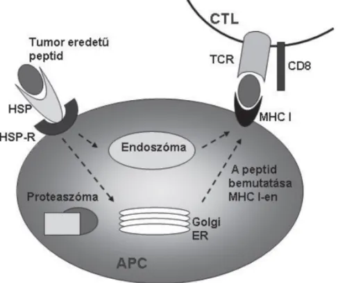 2. ábra. Hsp72 szerepe az antigénprezentációban és a citotoxikus immunválasz serkentésében