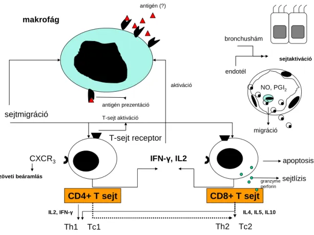 5. Ábra. Makrofágok és T sejtek aktivációja dohányfüst hatására.  