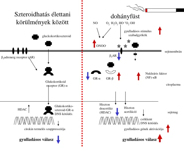 6. ábra. Dohányfüst szerepe a szteroidrezisztencia kialakulásában. 