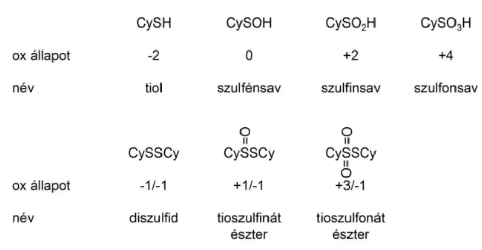 37. ábra Cys aminosav különböző oxidáltsági állapotú származékai C9