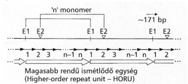 1.2.1. ábra: A kromoszómaspecifikus alfa szatellita DNS hierarchikus szerveződése. Az E1 és  E2  hipotetikus  restrikciós  endonukleázok,  melyek  a  magasabb  rendű  repetitív  egységen  belül  egyszer hasítanak (26) 