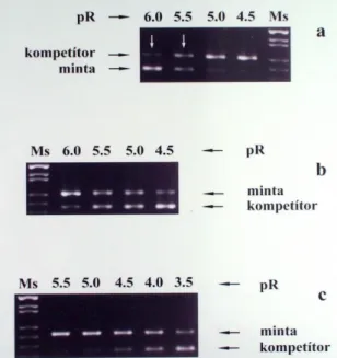 2.3.3.2. ábra. A Q-RT-PCR reakció termékeinek  gél elektroforetikus képe. a) M-bcr reakció, b2a2  töréspont  esetén  /  az  ekvivalencia  pontot  határoló  két  kompetitor  higitást  a  fehér  nyilak  jelzik/,  b)  M-bcr  reakció,  b3a2  töréspont  esetén,