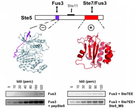 13. ábra Ste5 vázfehérje összetett szerepe a Fus3 aktivitásának szabályozásában