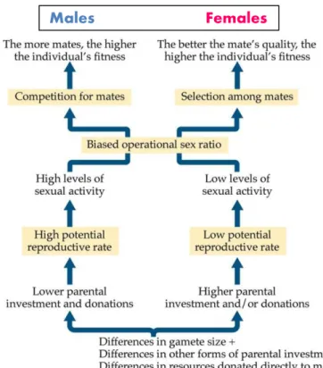 Figure 1.1. Hypothetised pathways that lead to male and female sex roles (Alcock 2009)