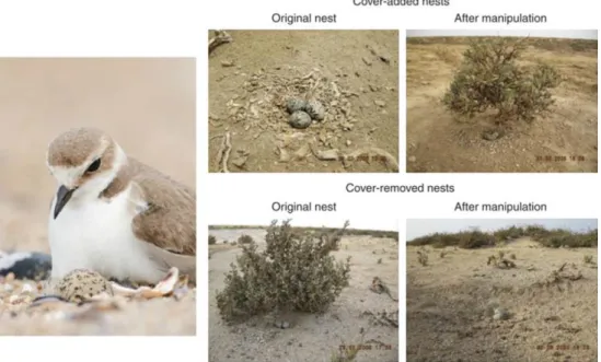 Figure 4.1. Female Kentish plover incubating the eggs (left) and experimental manipulation of nest cover  (right)
