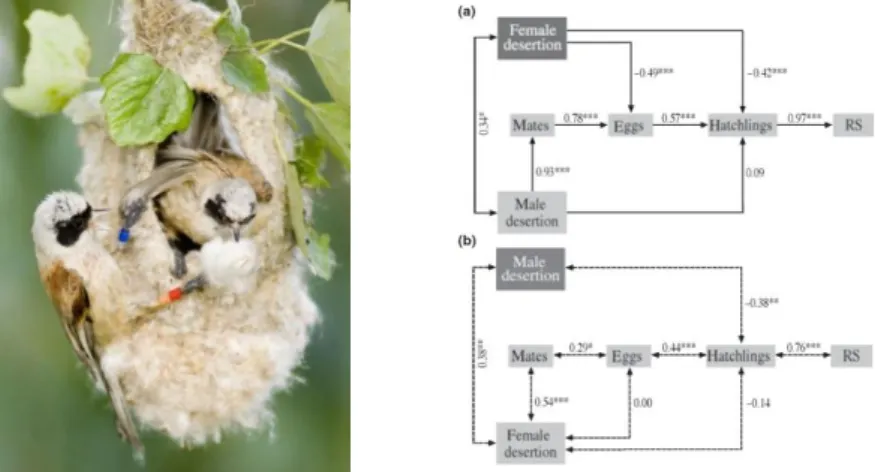 Figure 3.1. (left) Penduline tit pair at the nest (credit: Csaba Daroczi). (right) Clutch desertion in relationship to  reproductive success (RS) of (a) male and (b) female penduline tits